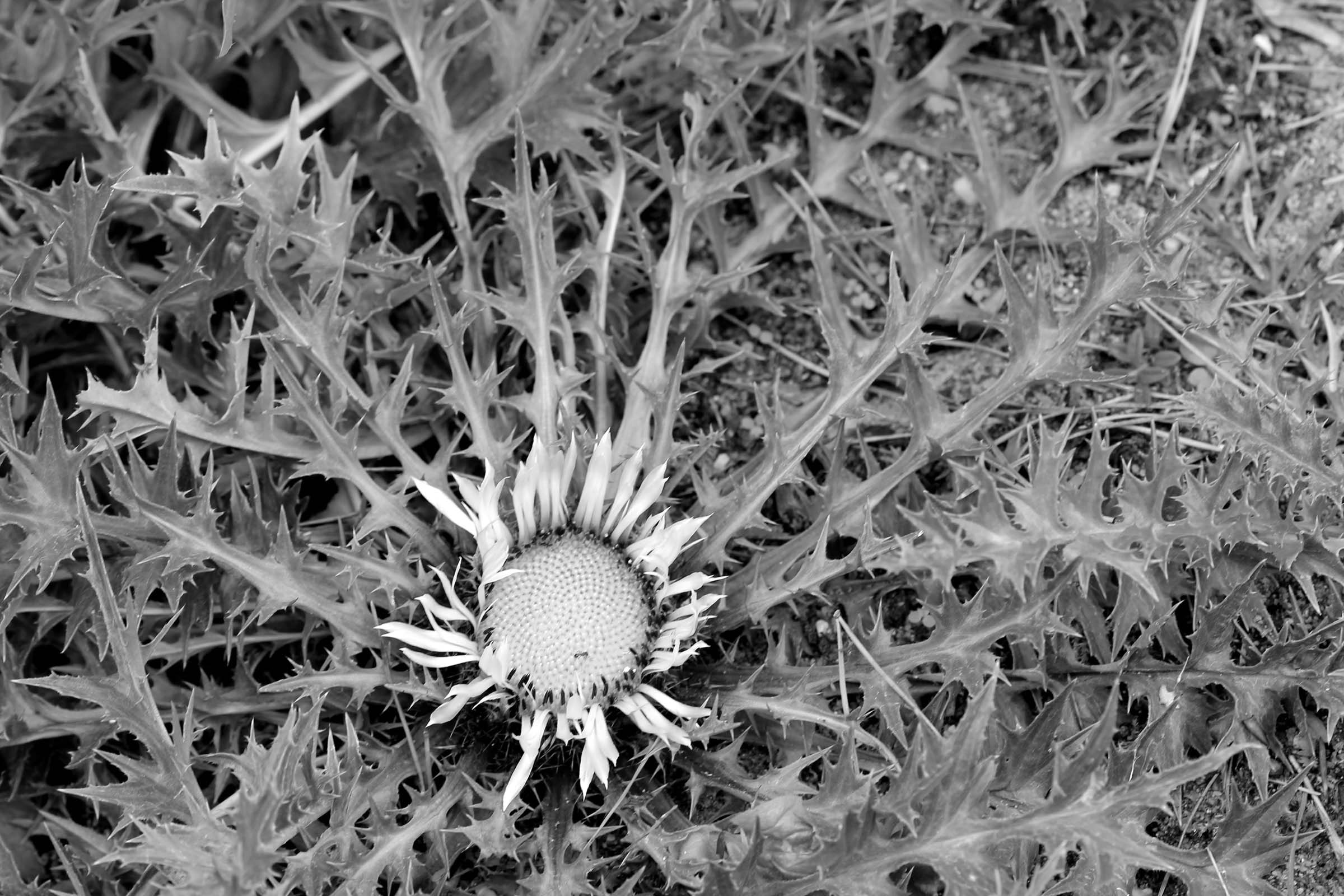 Silberdistel, Carlina acaulis